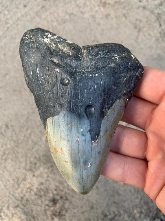 Megalodon Tooth - 4.6 inches