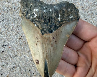 4.12 inch Megalodon Shark Tooth Fossil – Authentic, No Repair Meg Teeth