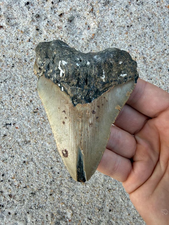 4.12 inch Megalodon Shark Tooth Fossil – Authentic, No Repair Meg Teeth