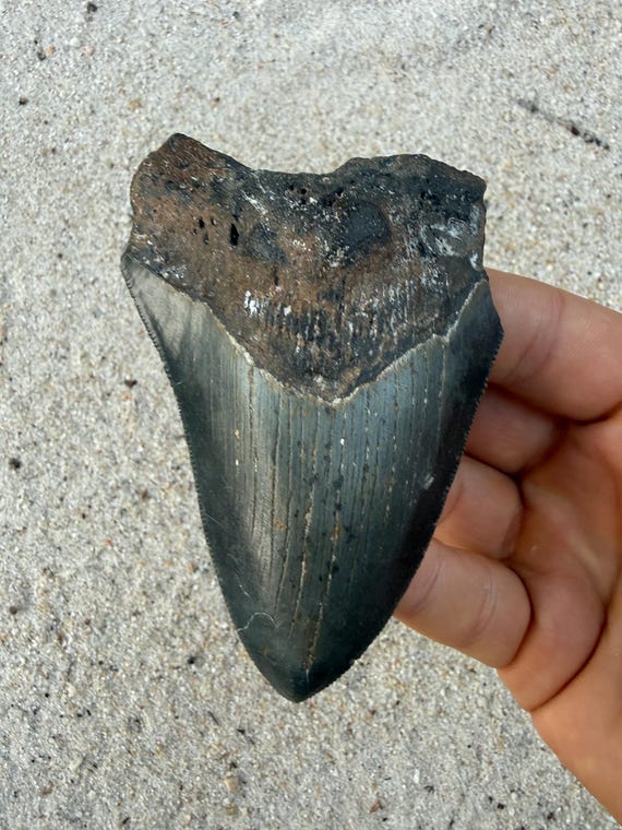 3.93 inch Megalodon Shark Tooth Fossil – Authentic, No Repair Meg Teeth