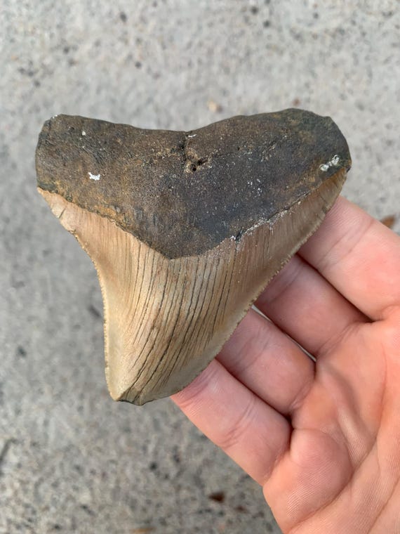 Megalodon Tooth - 3.83 inches