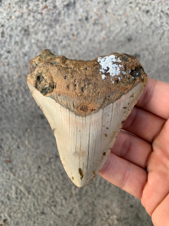 3.68 inch Megalodon Shark Tooth Fossil – Authentic, No Repair