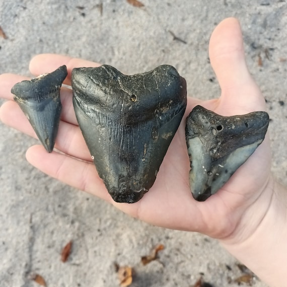 3 Megalodon Shark Teeth -  Real Fossil Megalodon Shark Teeth Bundle