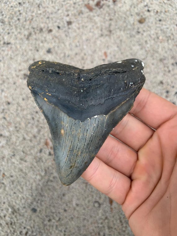 3.9 inch Megalodon Shark Tooth Fossil – Authentic, No Repair Meg Teeth