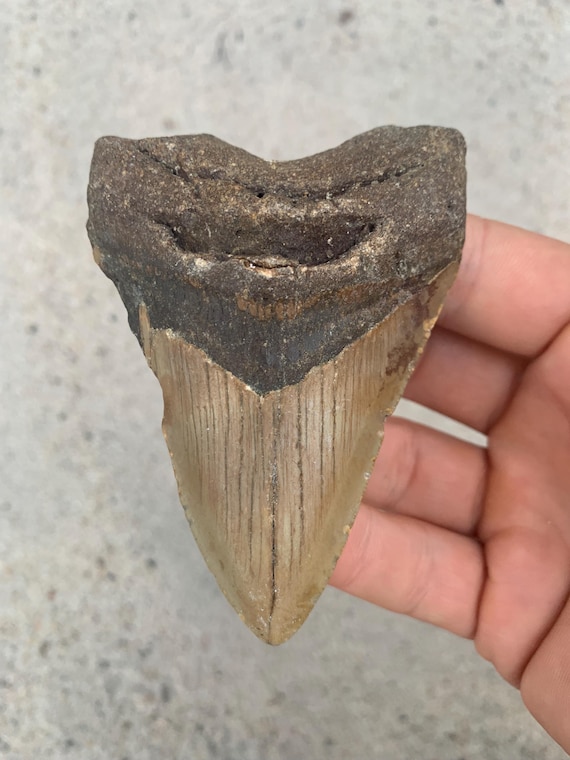 Megalodon Tooth - 3.72 inches