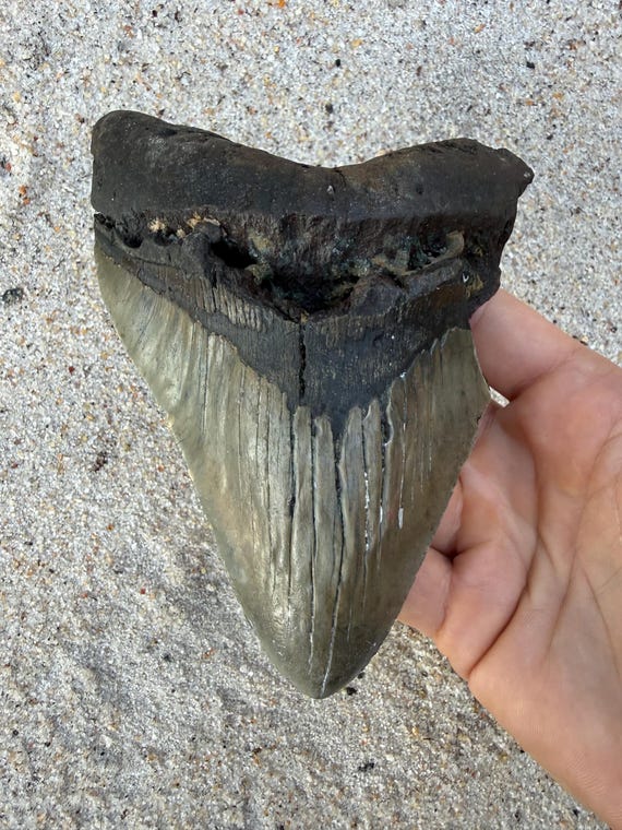 5.67 inch Megalodon Shark Tooth Fossil – Authentic, No Repair Meg Teeth