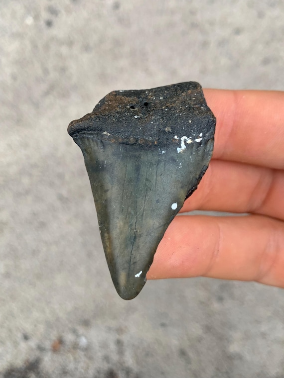 Great White Fossil Shark Tooth - 2.13 Inches
