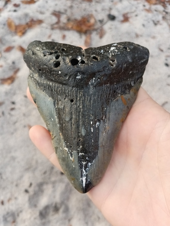 Megalodon Tooth - 4.85 inches. Real Fossil Megalodon Shark Tooth, Authentic Shark Tooth Fossil, Huge Megalodon Tooth, Meg Teeth