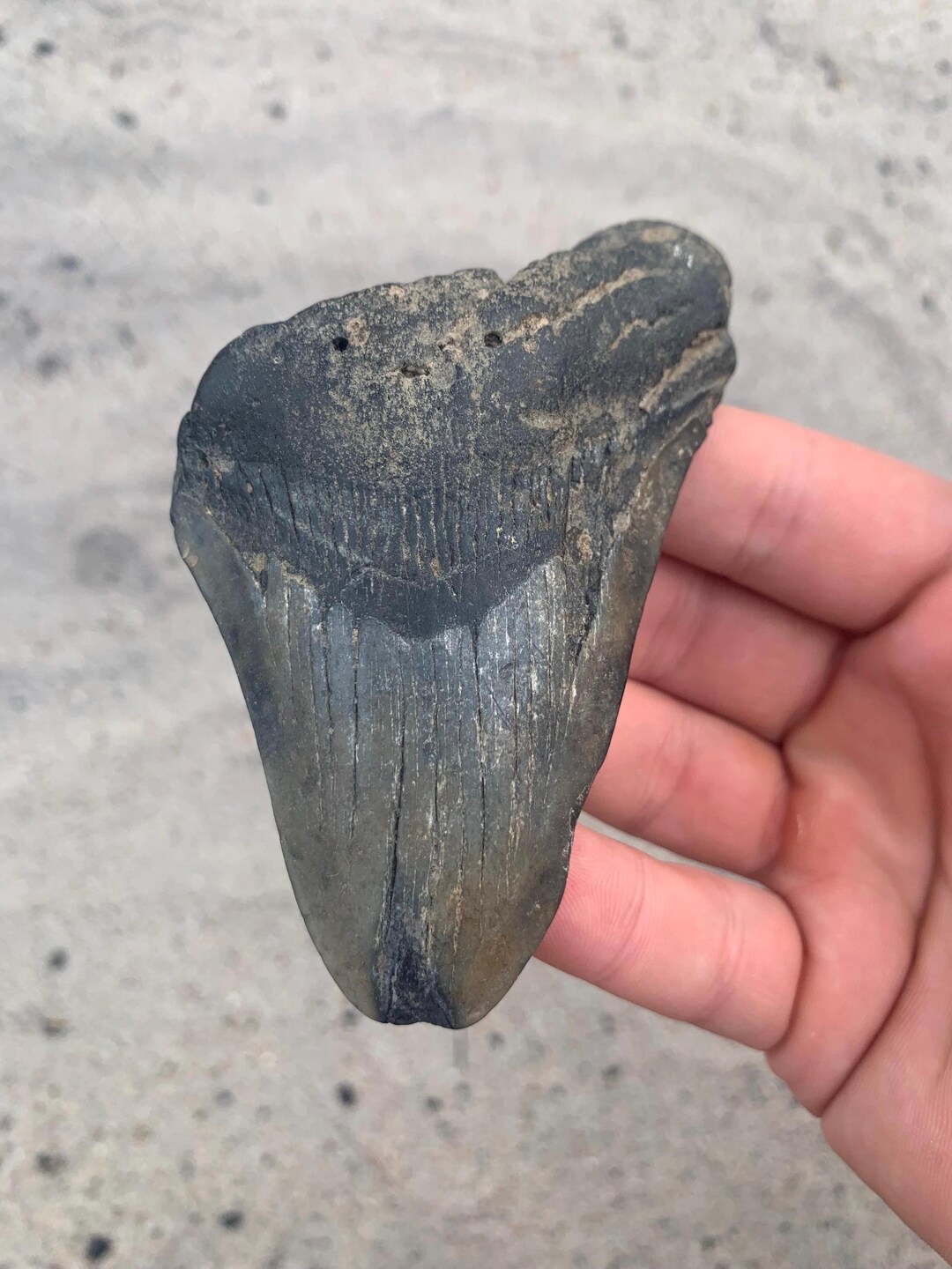 Megalodon Tooth - 4.08 Inches. Real Fossil Megalodon Shark Tooth ...