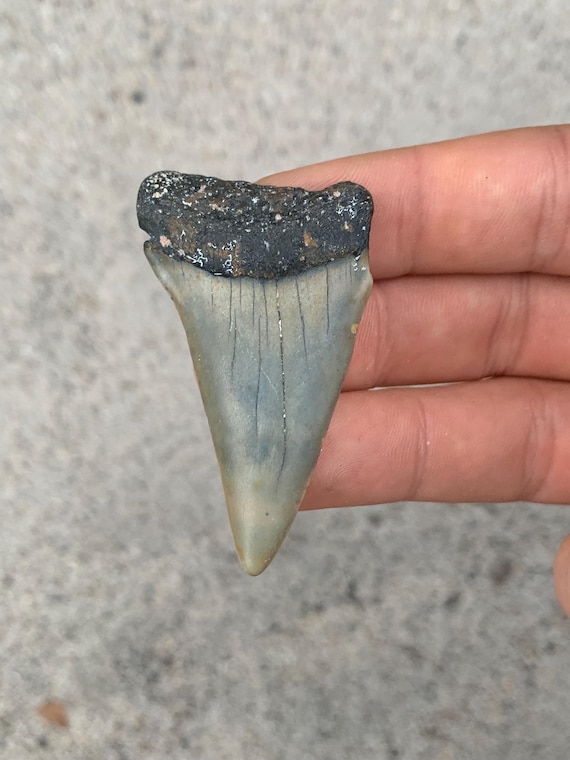C. Hastalis Mako Fossil Shark Tooth - 2.25 Inches