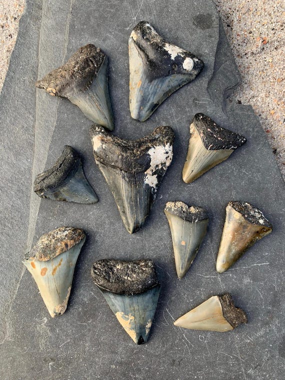 Megalodon & Mako Shark Teeth Fossil Collection – 10 Authentic Tooth Fossils