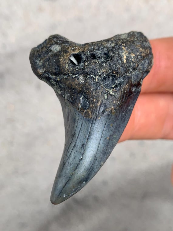 2.31 inch Parotodus Benedenii Shark Tooth Fossil - Rare False Mako
