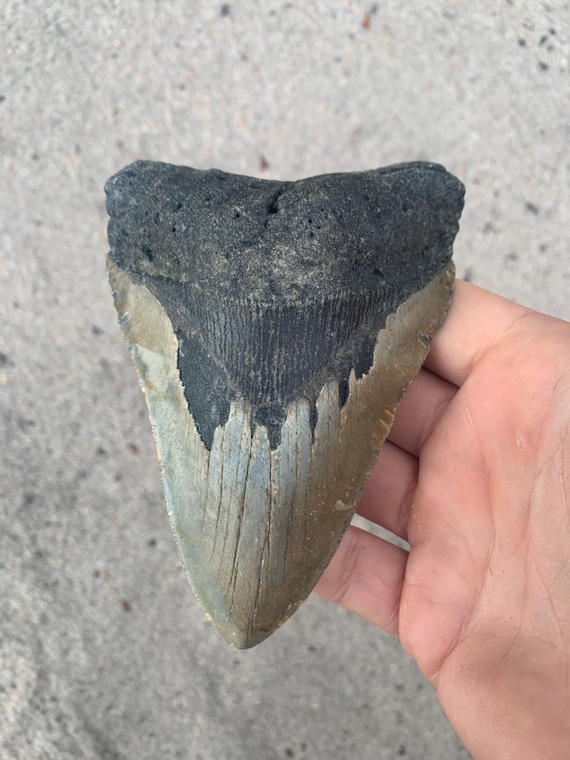 4.98 inch Megalodon Shark Tooth Fossil – Authentic, No Repair Meg Teeth