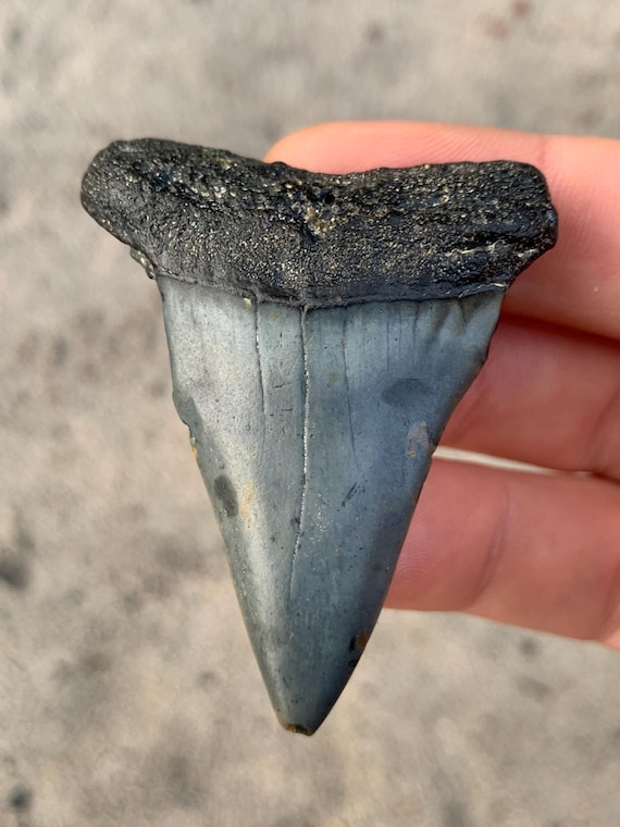2.39 inch C. Hastalis Mako Fossil Shark Tooth Huge fossilized mako, Hastalis shark tooth. Real Fossil Shark Tooth, Shark Teeth Fossils