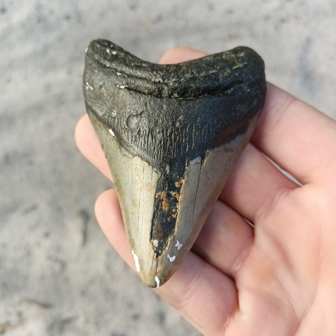 Megalodon Tooth - 3.33 Inches. Real Fossil Megalodon Shark Tooth ...