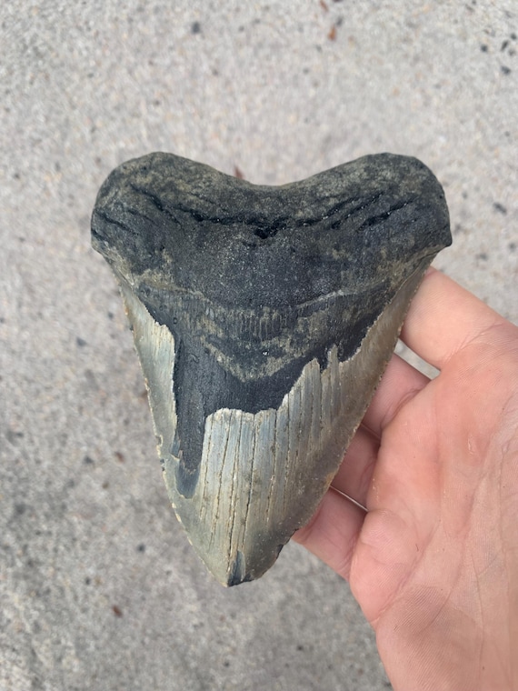 5.2 inch Megalodon Shark Tooth Fossil – Authentic, No Repair Meg Teeth