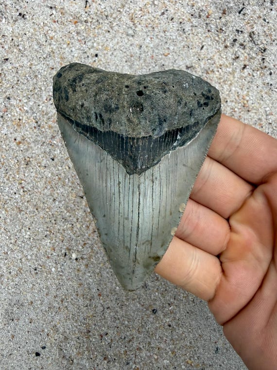3.90 inch Megalodon Shark Tooth Fossil – Authentic No Repair Meg Teeth