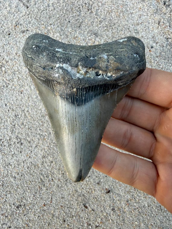 3.82 inch Megalodon Shark Tooth Fossil – Authentic No Repair Meg Teeth