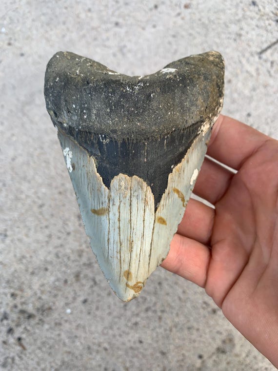 Megalodon Tooth - 5.18 inches