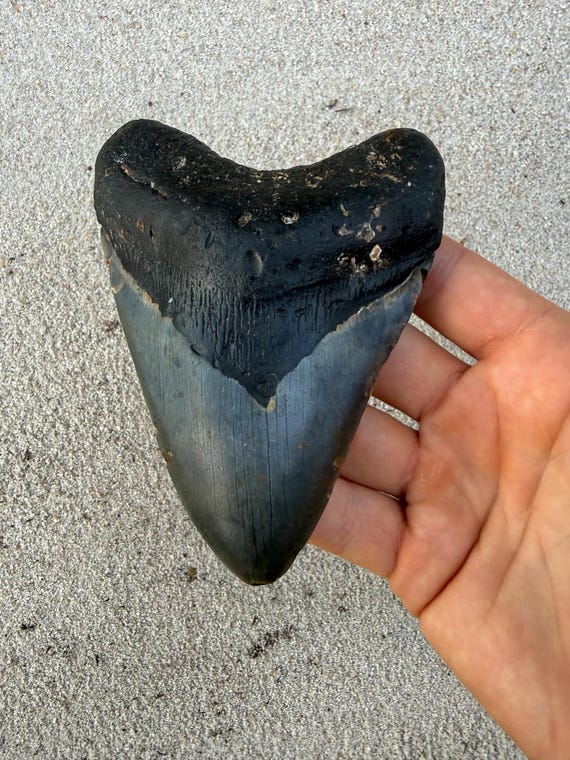 4.78 inch Megalodon Shark Tooth Fossil – Authentic, No Repair