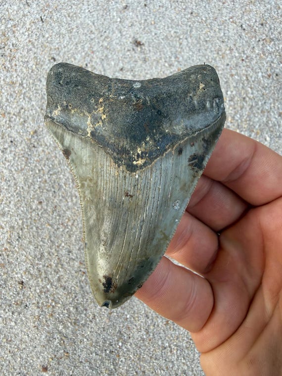 3.48 inch Megalodon Shark Tooth, Authentic, No Repair Meg Teeth Fossils