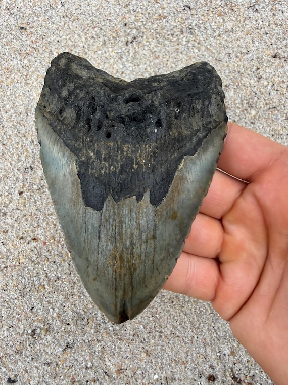 4.81 inch Megalodon Shark Tooth Fossil – Authentic No Repair Meg Teeth