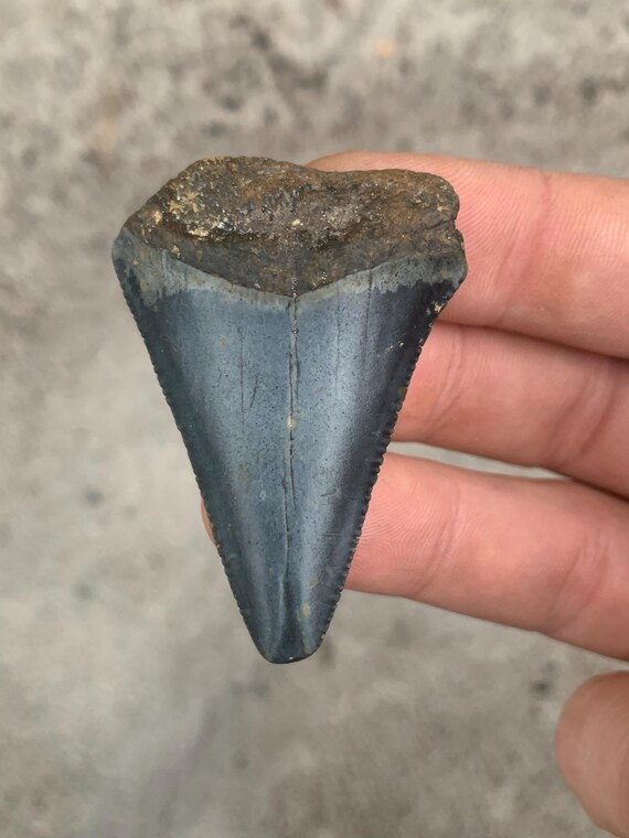 Great White Fossil Shark Tooth - 2.06 Inches