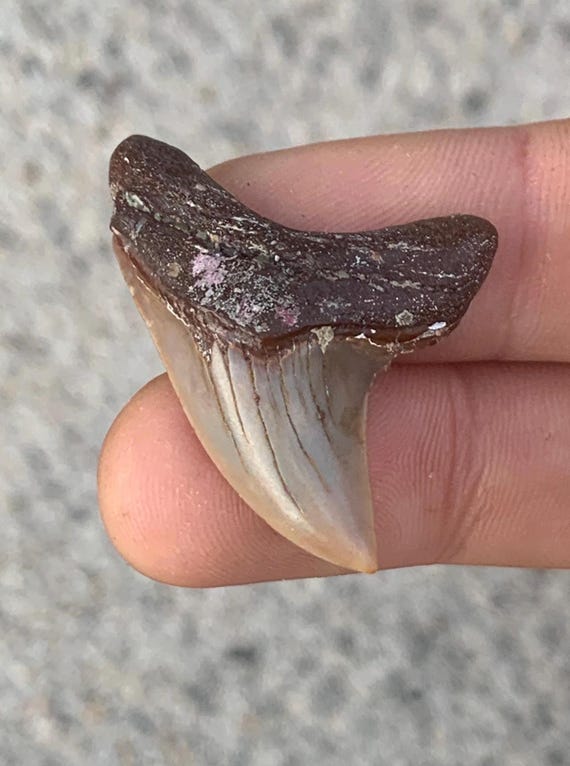 Giant Thresher Fossil Shark Tooth - 1.55 Inches