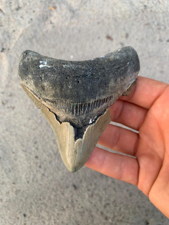 4.06 inch Posterior Megalodon Shark Tooth Fossil – Authentic No Repair Meg Teeth