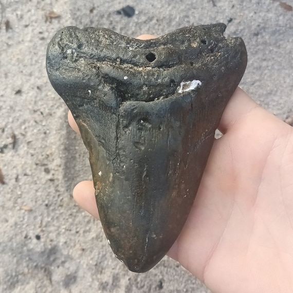 Megalodon Tooth - 5.34 inches