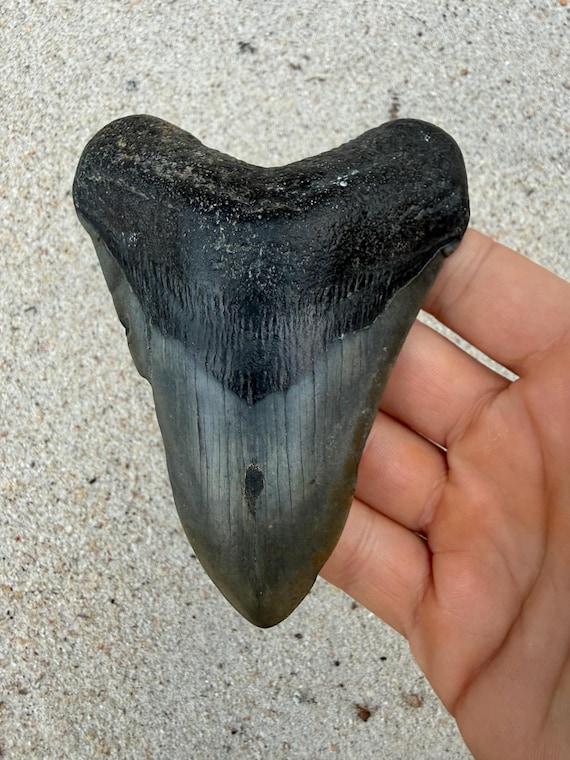 4.57 inch Megalodon Shark Tooth Fossil – Authentic, No Repair Meg Teeth