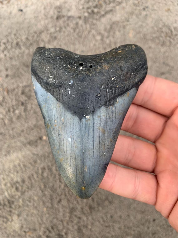 4.11 inch Megalodon Tooth Fossil - Authentic Meg Teeth Fossils