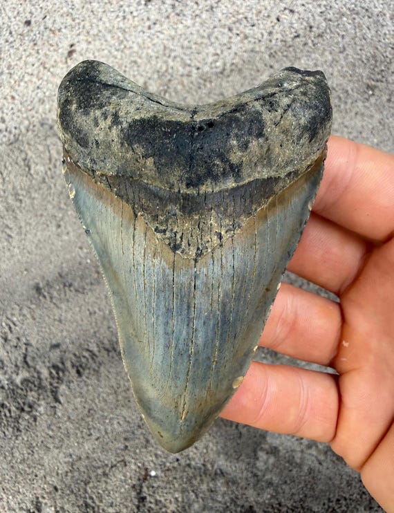 4.04 inch Megalodon Shark Tooth Fossil – Authentic No Repair Meg Teeth