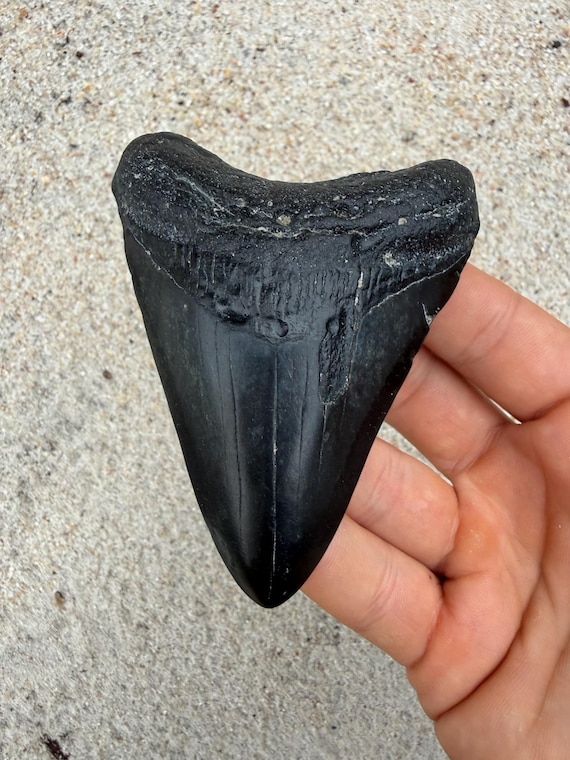 3.95 inch Megalodon Shark Tooth Fossil – Authentic, No Repair Meg Teeth