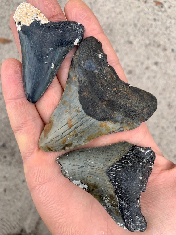 3 Megalodon Shark Teeth Fossils -  Real Meg Tooth bundle, Authentic, No Repairs