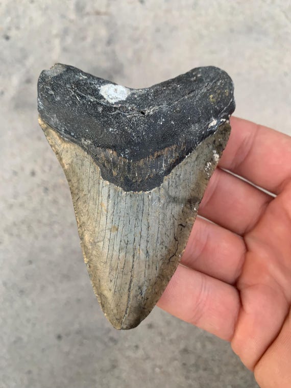 Megalodon Tooth - 4.03 inches