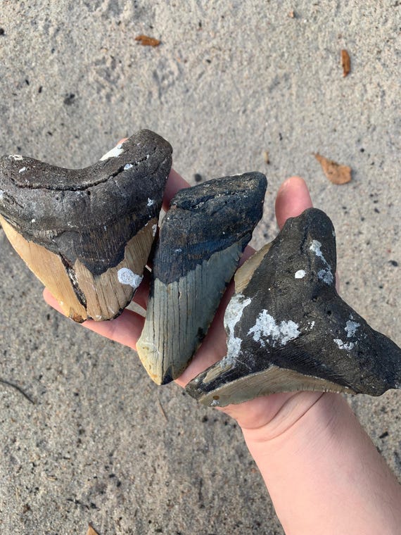 3 Large Megalodon Shark Tooth Fragments