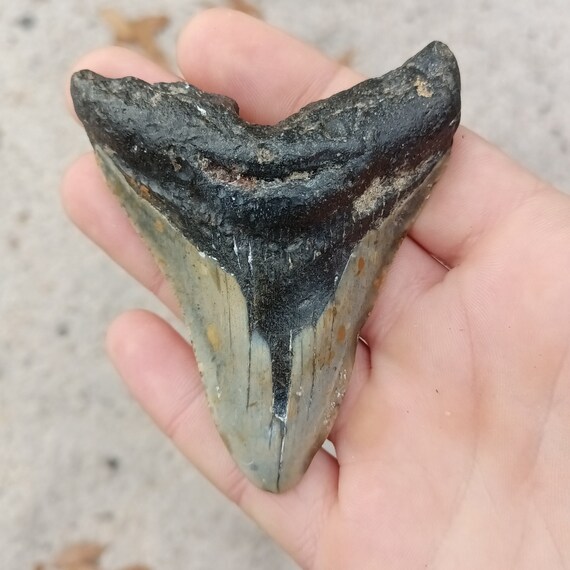 Megalodon Tooth - 3.4 inches