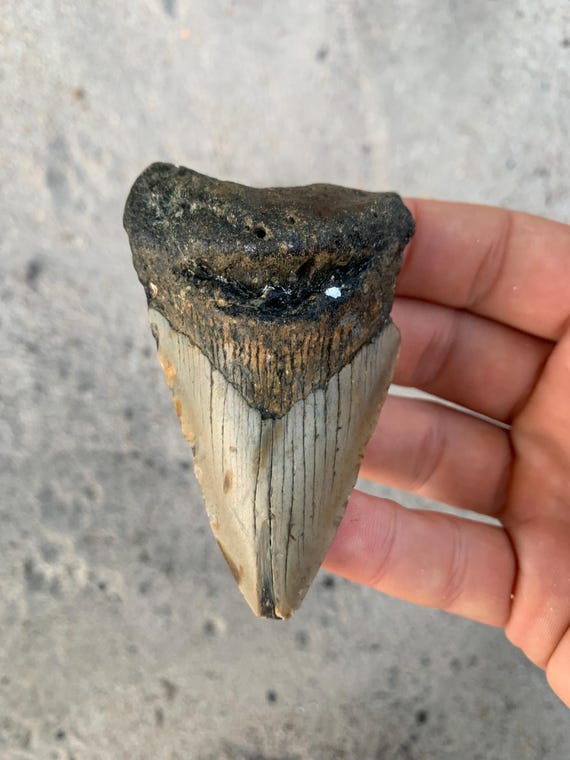 Megalodon Tooth - 3.33 inches
