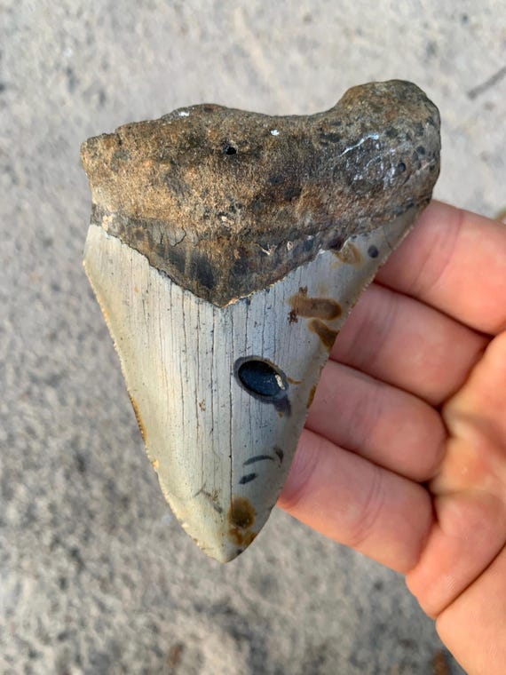 Megalodon Tooth - 4.0 inches
