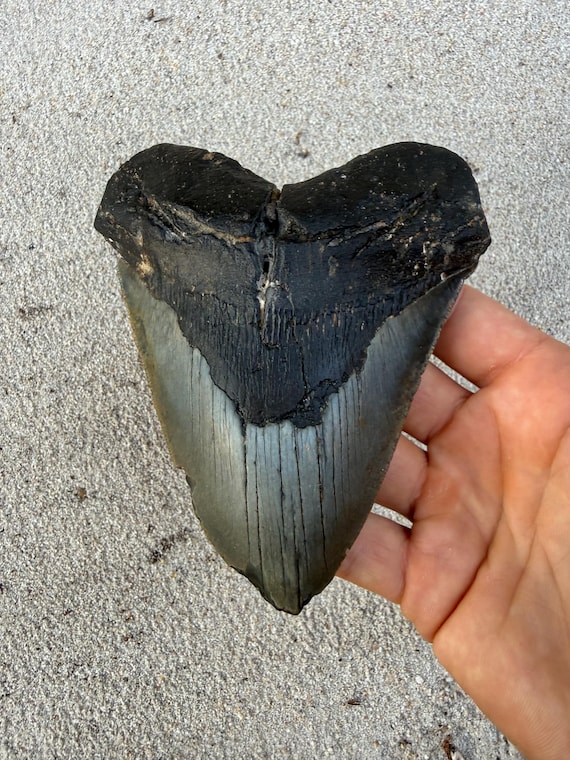 5.13 inch Megalodon Shark Tooth Fossil – Authentic, No Repair