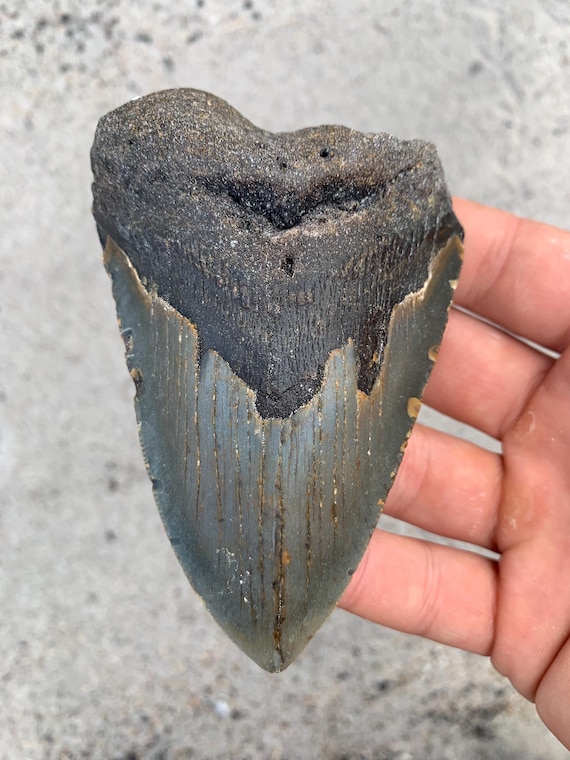 Megalodon Tooth - 4.3 inches