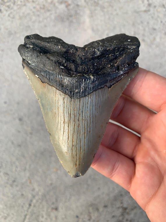 Megalodon Tooth - 4.0 inches