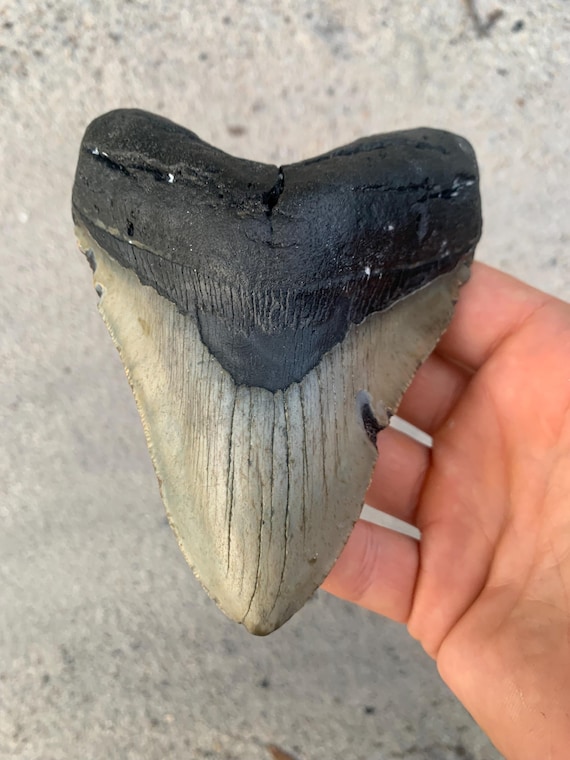 5.06 inch Megalodon Shark Tooth Fossil – Authentic No Repair Meg Teeth