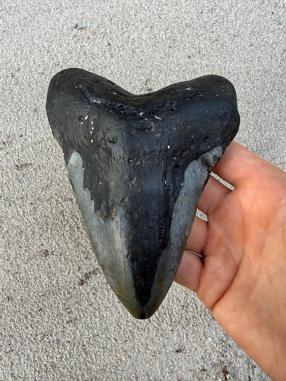 5.84 inch Megalodon Shark Tooth Fossil – Authentic, No Repair