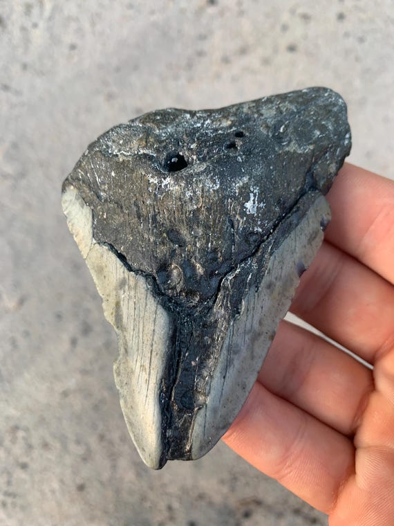 Megalodon Tooth - 4.0 inches