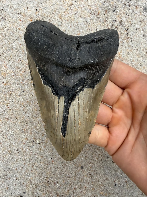 5.11 inch Megalodon Shark Tooth Fossil – Authentic No Repair Meg Teeth