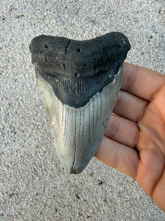 4.25 inch Megalodon Shark Tooth Fossil – Authentic No Repair Meg Teeth
