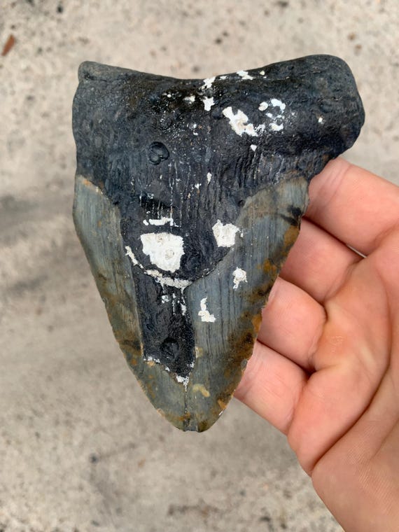 Megalodon Tooth - 4.91 inches