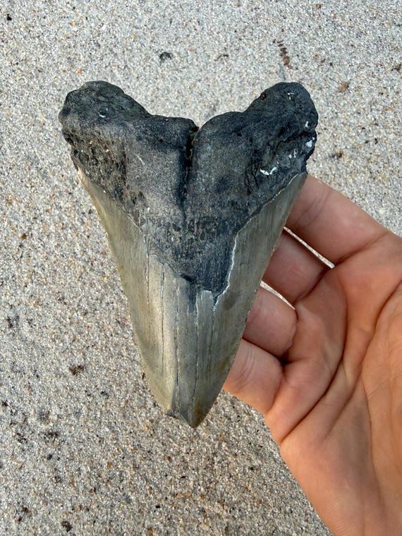 4.77 inch Megalodon Shark Tooth Fossil – Authentic, No Repair Meg Teeth